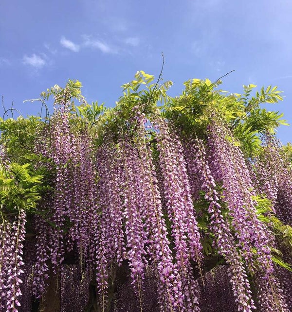 【愛媛県内発】 大三島藤公園と平山郁夫美術館、しまなみミニクルーズ 日帰り1